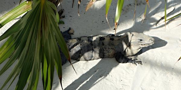 Leguán v Cancúnu 1