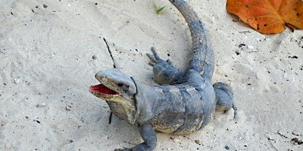 Leguán v Cancúnu 3
