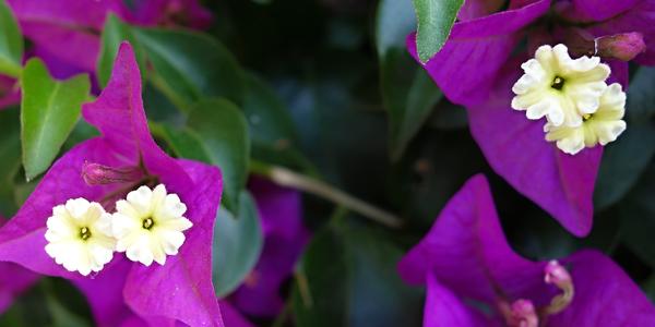 Bouganvillea, Malaga
