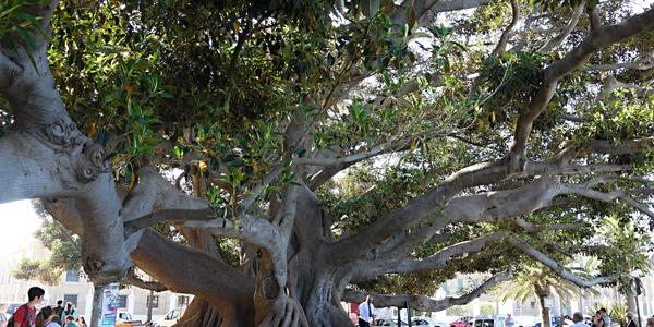 Obří Ficus elastica