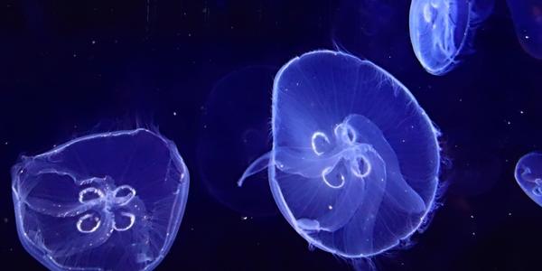 Oceanografické muzeum Valencie, medúzy 2