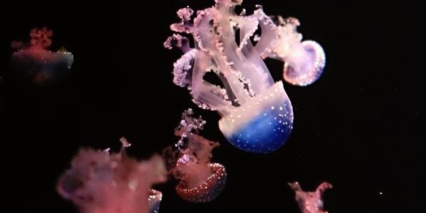 Oceanografické muzeum Valencie, medúzy 3