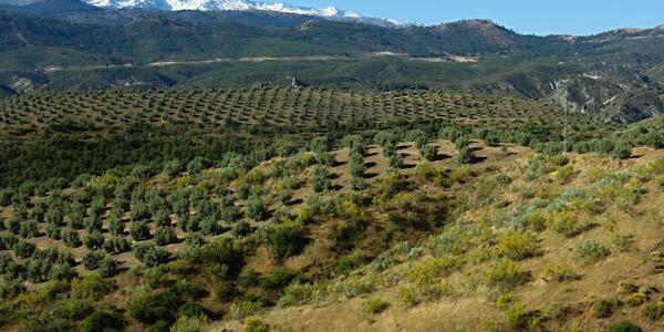 Pod Sierra Nevada