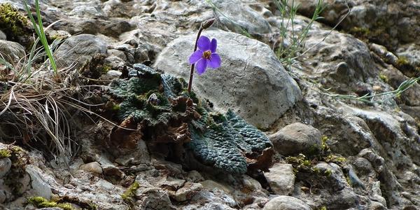 Ramondia pyrenaica, Montserrat