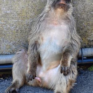 Teneager, Gibraltar