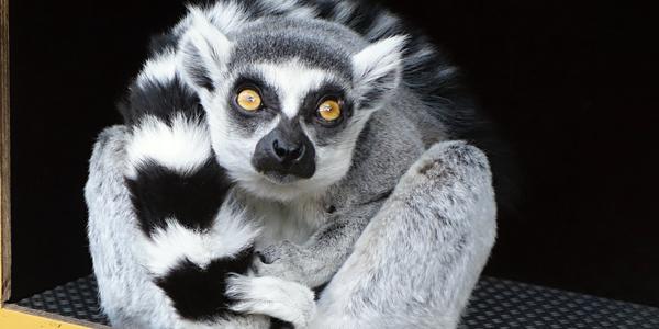 Lemur catta, Skansen