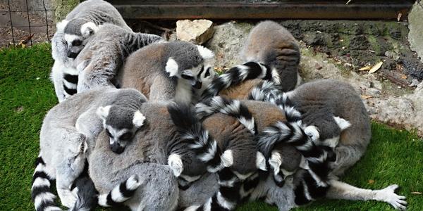 Lemur catta 1, Skansen