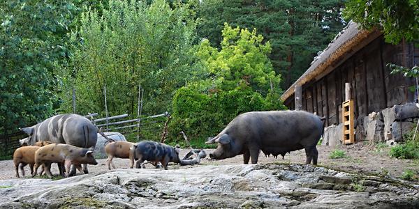 Na švédském venkově, Skansen ve Stockholmu
