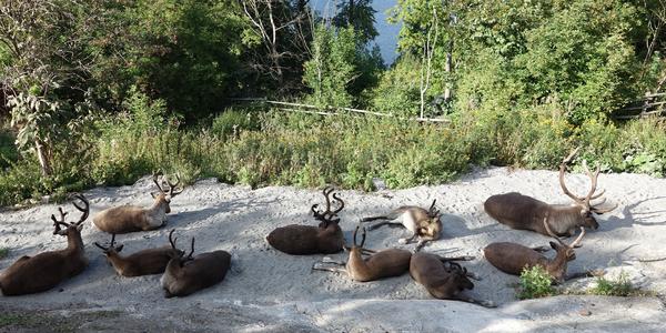 Sobí siesta 4, Skansen ve Stockholmu