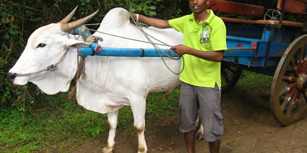 Zebu jako tažné zvíře, Sigiria