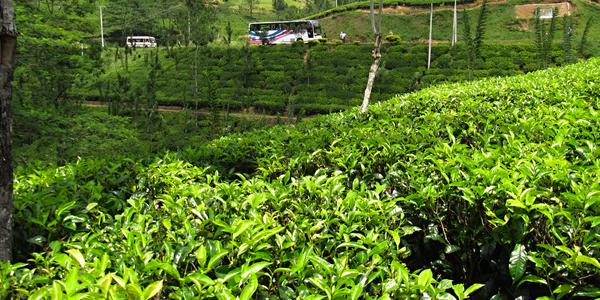 Čajové plantáže před Nuwara Elia