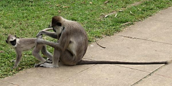 Anuradhapura, hulman s potomkem