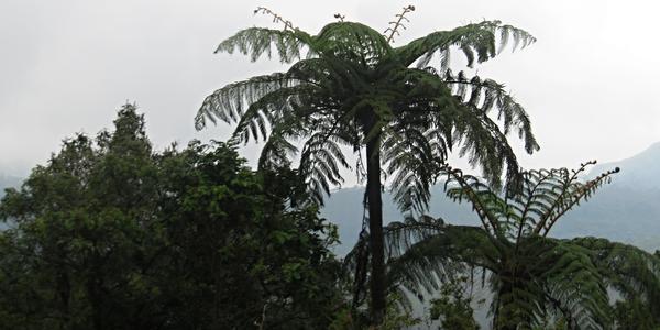 Cyathea walkerae, Hortonovy pláně