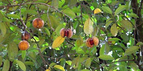 Muškátový oříšek, Myristica fragrans, Peradenia