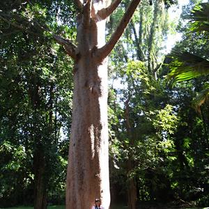Obří stromy v arboretu Peradenia