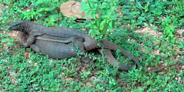 Pářící se leguáni, Anuradhapura