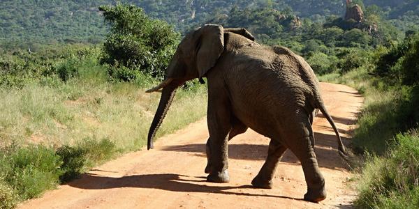 002. Přednost zprava, Tsavo West