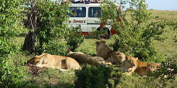 004. Kamarádi se lvy, Masai Mara