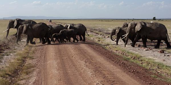 010. Rodinný přesun, Amboseli