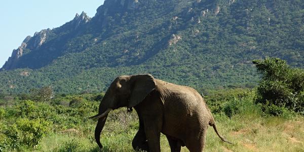 025. Sloní samotář, Tsavo West