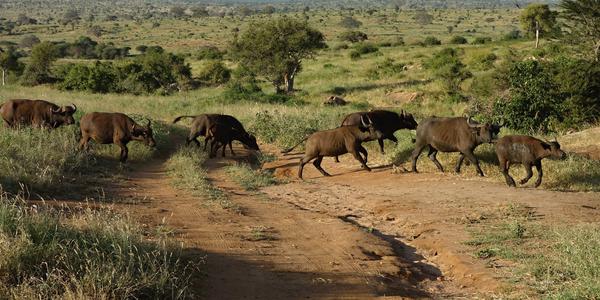 032. Buvoli přes cestu, Tsavo West