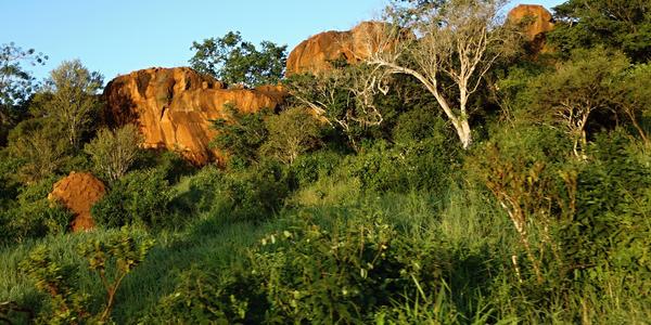 050. NP Tsavo West