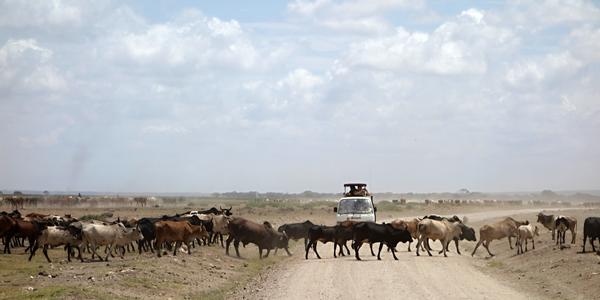 092. Na cestě, Amboseli