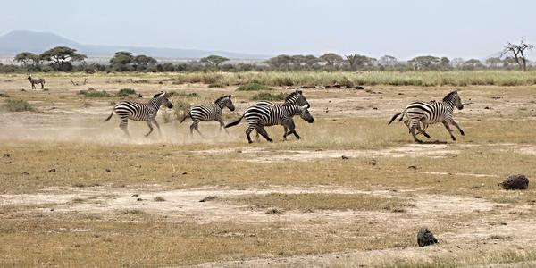 093. Úprk, Amboseli