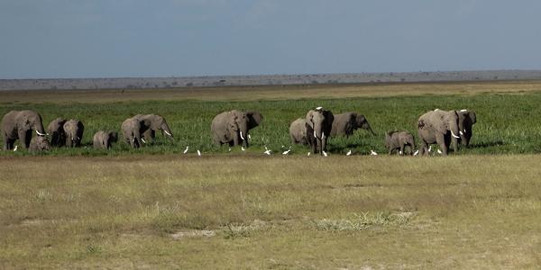 097. Sloni v bažině, Amboseli