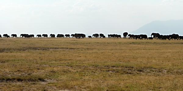 098. Amboseli