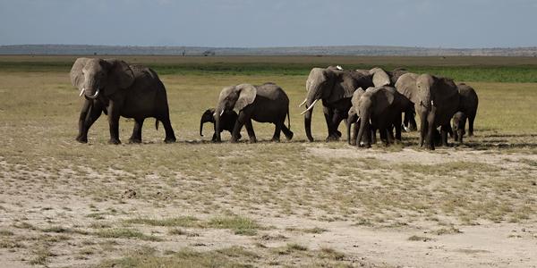 101. Rodinný přesun, Amboseli