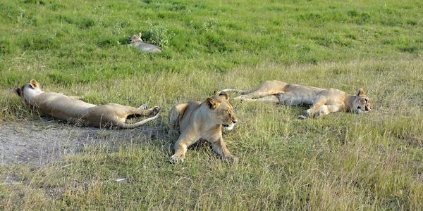 107. Siesta, Amboseli