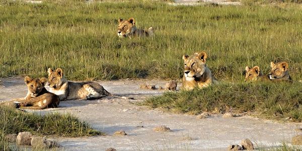 113. Lví školka, Amboseli