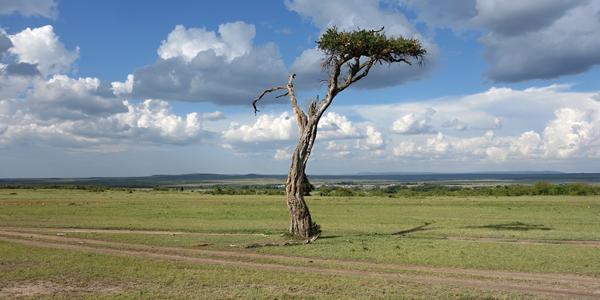 158. Krajina Masai Mara