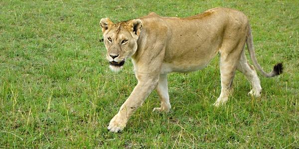 159. Lvice v Masai Mara