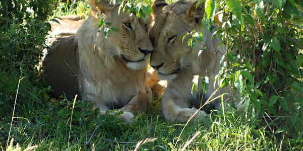 174. Kamarádi, Masai Mara