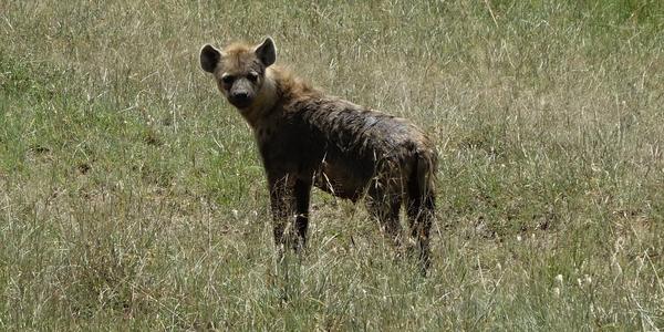 221. Zablácená hyena skvrnitá, M. Mara