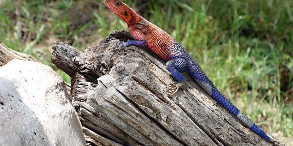 235. Agama osadní, M. Mara