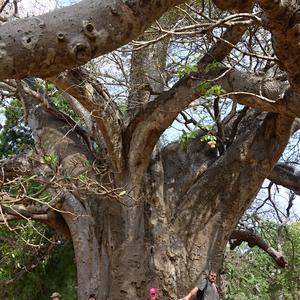 303. Baobab v Mombase