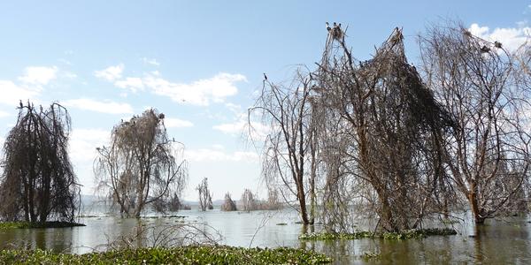 Jezero Naivasha