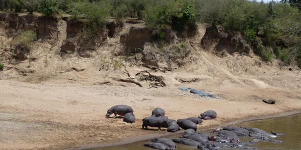 Masai Mara, u řeky Mara