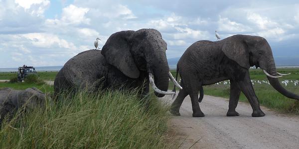 Amboseli, sloni 3
