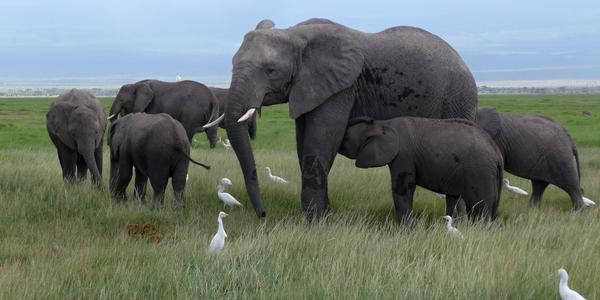 Amboseli, sloni 5