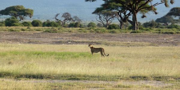 Amboseli, v dálce gepard