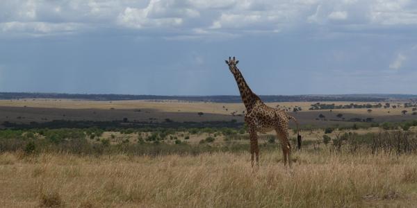Masai Mara - Mara Triangle