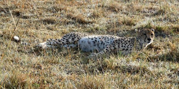 Masai Mara - gepard
