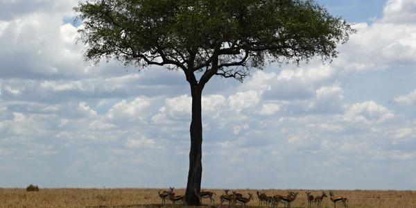 Masai Mara 1