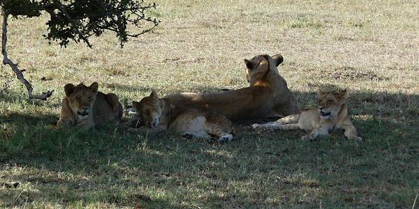 Masai Mara 3