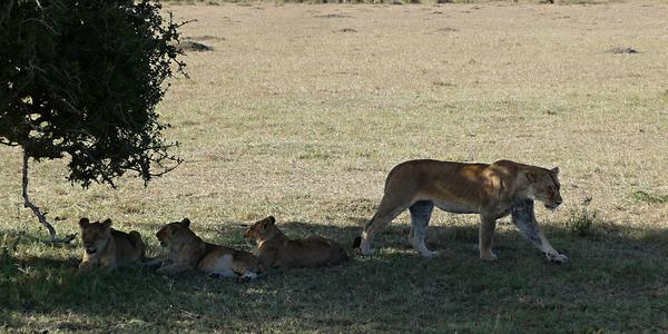 Masai Mara 4