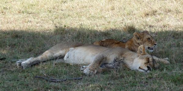 Masai Mara 5